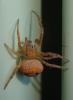 Araneus sp.